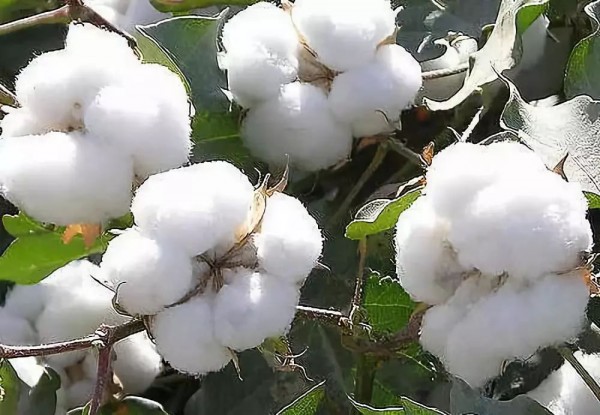 国家将采取相关措施 加大棉花供应 平稳棉花市场