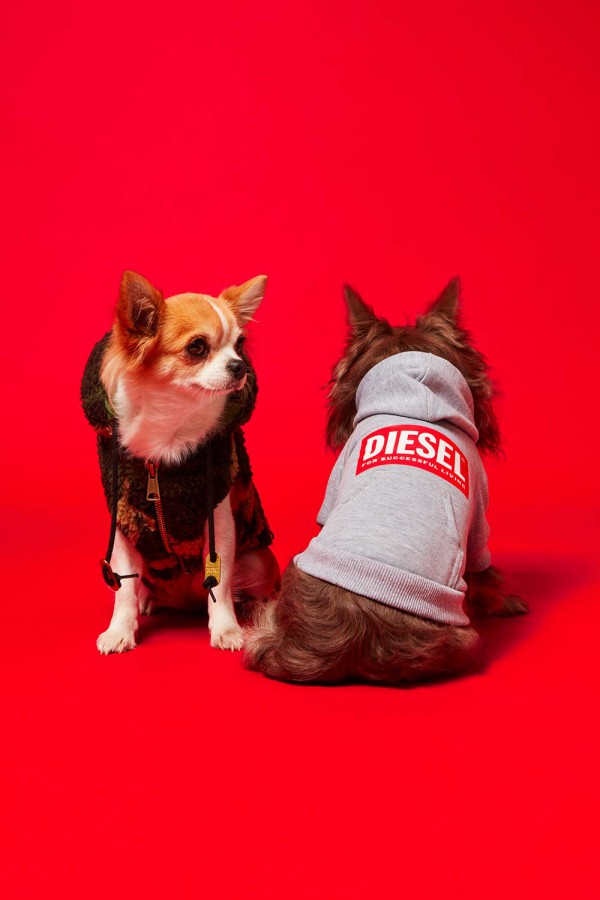意大利时尚品牌Diesel推出第二个宠物服装系列！