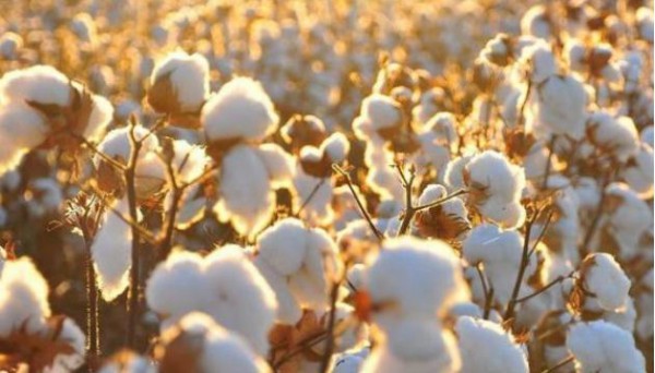 澳洲政府预测机构：全球棉花价格将会创下历史次高纪录