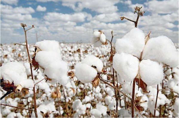 2021/22年度巴西棉花产量有望增长16.5%