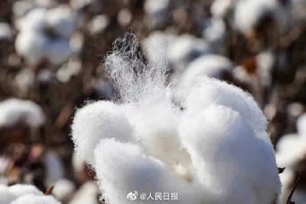 HM抵制新疆棉花背后 國產品牌崛起刻不容緩 瀾沐茜認準并堅持采用新疆長絨棉