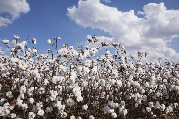棉花價格創新高,全球服裝成本將上升