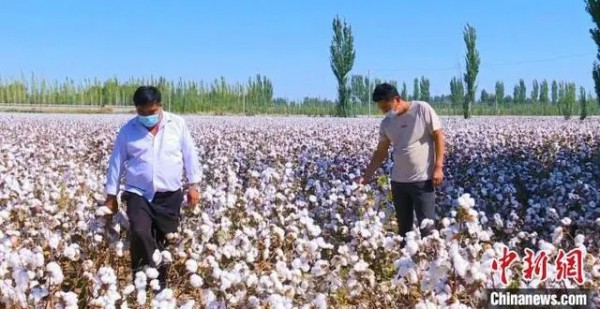 新疆阿克苏地区740万亩棉花迎来采收季