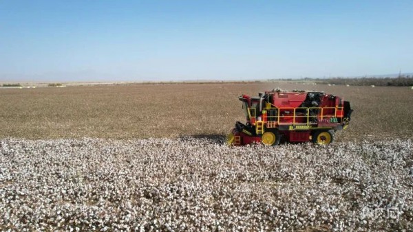 新疆和硕：3万余亩棉花喜获丰收