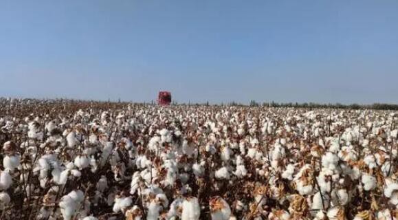 乌苏市182万亩棉花采收过七成 已完成采收面积135万亩