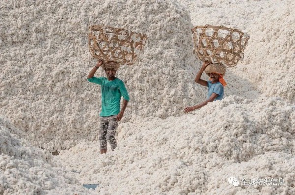 巴基斯坦的棉花到货量继续呈下降趋势，与同期相比下降了 40.28%
