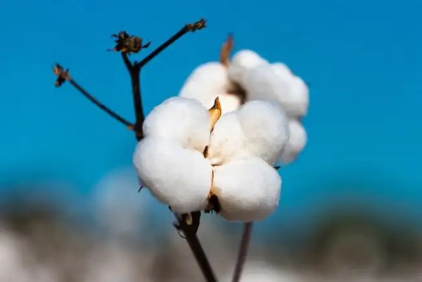 棉花市场|美联储加息来了 棉价影响多大？