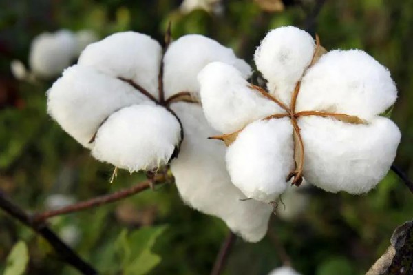 遭遇持续干旱 美国棉花价格飙升至十年高位