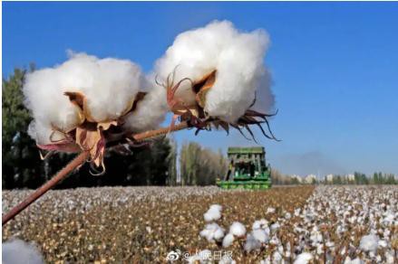 国际棉价持续走高 国内纺织企业谨慎接订单
