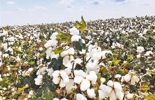 中国棉花报道：3月31日进口棉报价上涨