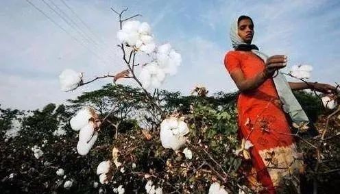 印度纺企呼吁政府考虑免税进口棉花