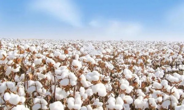 棉花市場分析| 棉花消費下降是個危險的信號