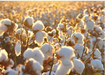 马里时隔3年再次成为非洲最大棉花生产国