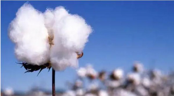 国际资讯：巴西本年度棉花出口下降28%...