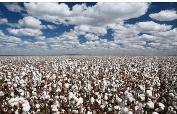 2022年度全国棉花累计公检542.1558万吨