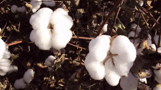 面料信息|新疆棉花播种显“科技范”