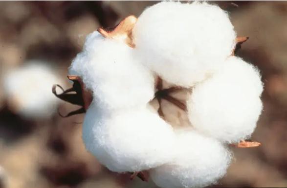 ICE棉花期货收涨停,受强劲需求及天气忧虑推动