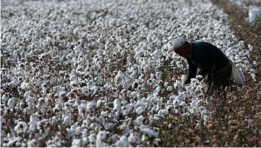 中农集团与全国棉花交易市场加强产业协同 保障农资供应