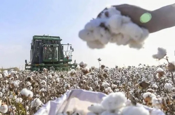 新疆兵团春播进入尾声,已播种棉花1227.8万亩