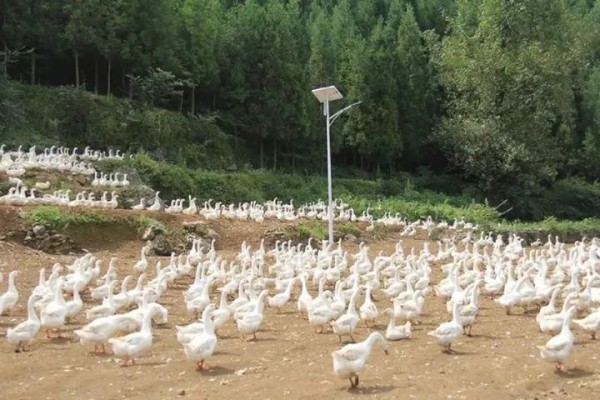 贵州省普定县招商灰鹅养殖及羽绒制品项目