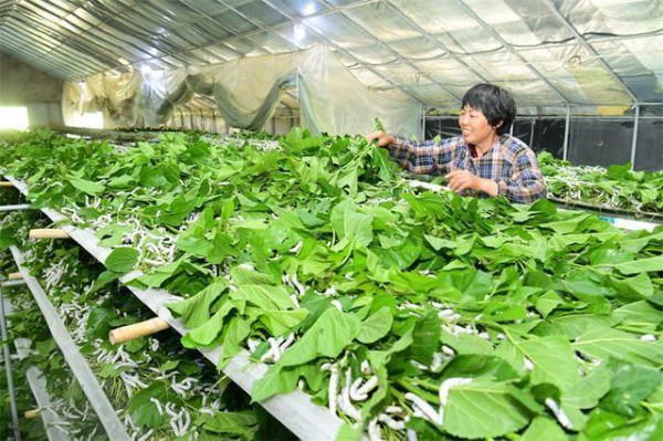 江苏：三级联动助企纾困促进茧丝绸产业高质量发展