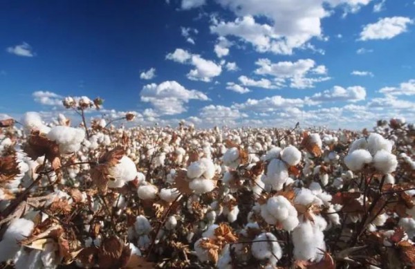 美国对新疆棉花禁令即将正式生效 可直接扣押货物