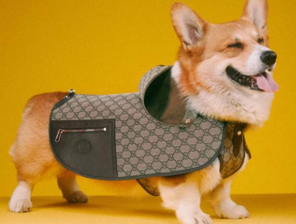 Gucci推出首个宠物系列 宠物沙发售价高达7万元