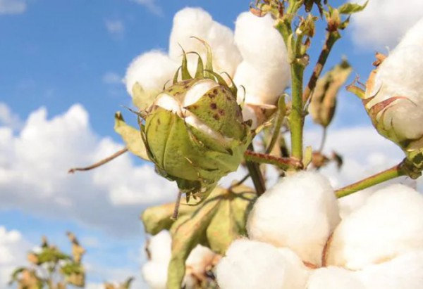 意大利服装制造商合作本土化棉花供应