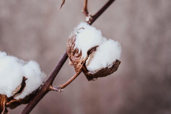 北疆棉花销售缓慢 轧花企业将谨慎收购