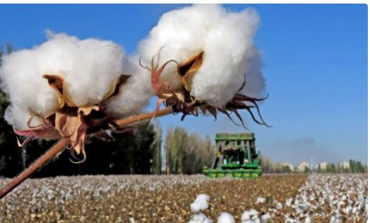 美国棉花大涨近40%,新疆棉将迎来机遇？