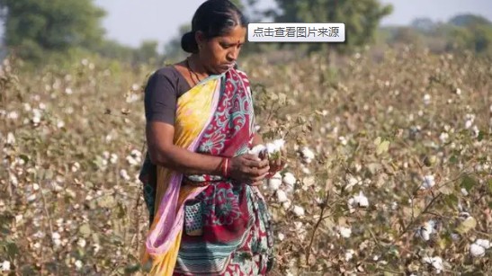印度国内棉价处于上下两难的境地